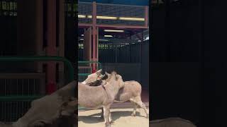 Cute donkeys giving each other a bath at Disneys Animal Kingdom in Orlando! #disneyparks #themepark