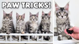 These Amazing Kittens Can Already Do Paw Tricks!