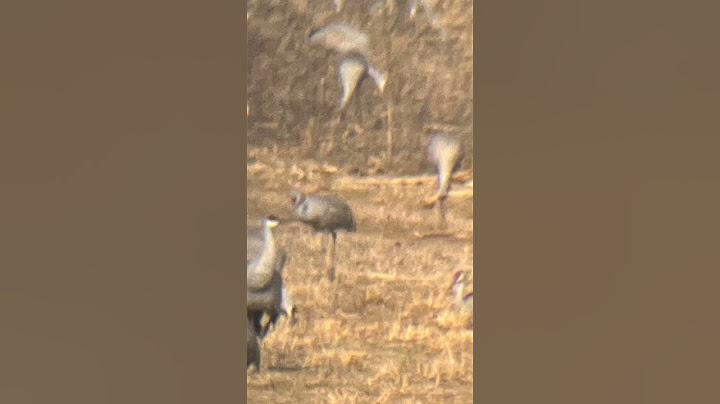 3000 SANDHILL CRANES