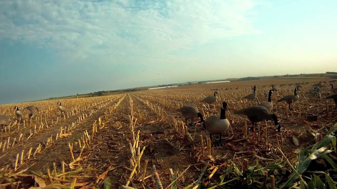 MN Guided Goose Hunting in the early season with Maxxed Out Guides by