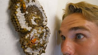 Releasing a Yellow Jacket Nest in My Closet - Keeping Wasps as Pets by Just Joshing 415,699 views 3 years ago 6 minutes, 42 seconds