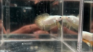 Fishkinian Alpha Betta Fish Serba 30k Bisa COD