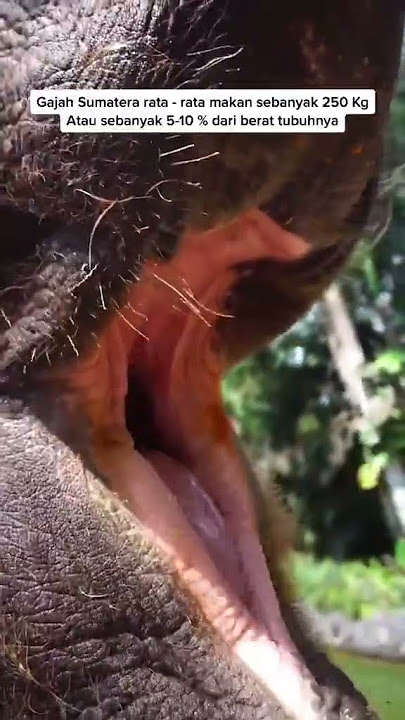Gajah Makan sampai 250kg sehari!