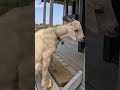 GOATS - Best Pets Ever #goat #animals #pets #goatfarm #funny