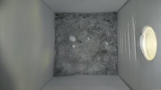 Nestbox 20190715/11:00 - 27 frames with movement