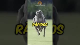 5 Raças De Cães Mais Rápidas Do Mundo