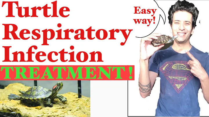 How to Treat Turtle Respiratory Infection | Turtle Breathing Problem | Turtle Respiratory Treatment - DayDayNews