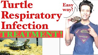 How to Treat Turtle Respiratory Infection | Turtle Breathing Problem | Turtle Respiratory Treatment