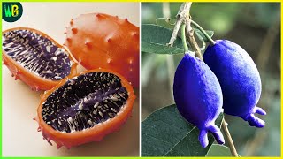 दुनिया के सबसे अनोखे फल | Top 12 Rarest Fruits in the World | Black Apple | Ruby Roman Grapes