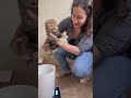 How to weigh a baby cheetah