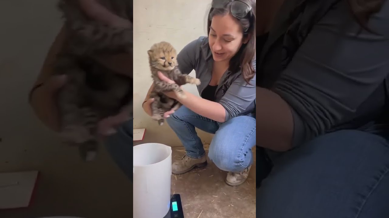 How To Weigh A Baby Cheetah