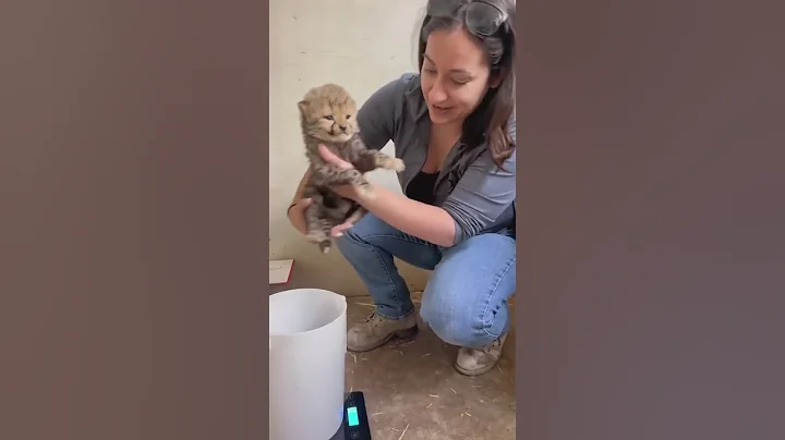 How To Weigh a Baby Cheetah - DayDayNews