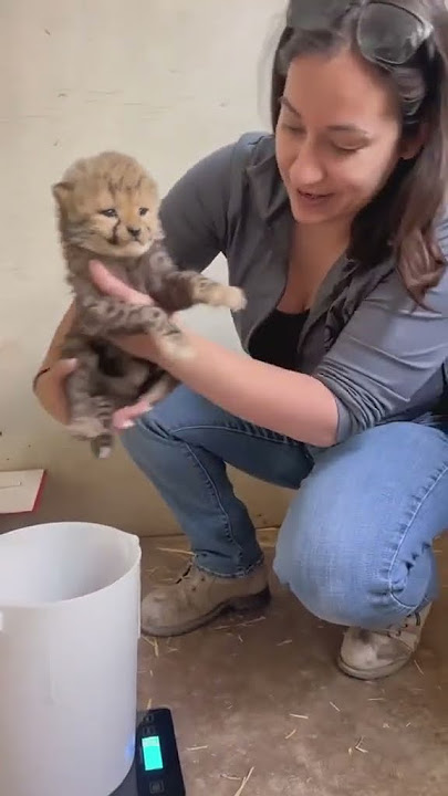 How To Weigh a Baby Cheetah