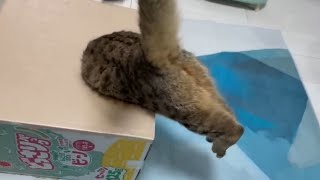 段ボールに頭からぶっ刺さった猫をご覧ください。 by 【子ライオン】みにら日記‐MINIRA‐Diary‐ 42,427 views 13 days ago 3 minutes, 14 seconds