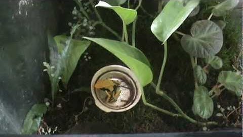 My Dart Frog Room -UPDATE-