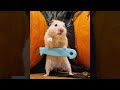 Never trust your pet hamster on Halloween #shorts