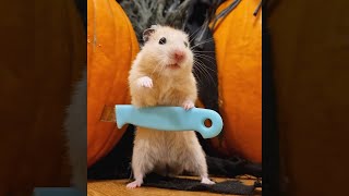 Never trust your pet hamster on Halloween #shorts