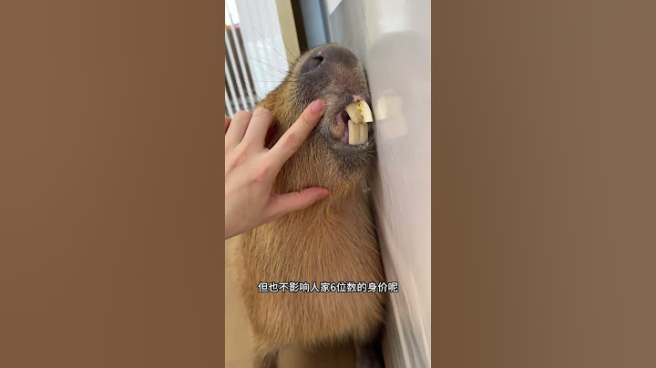 欢迎光临掌管省心的卡皮巴拉来我家