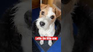 Yes, Lottie Is A Ridiculously Spoiled Jack Russell Terrier