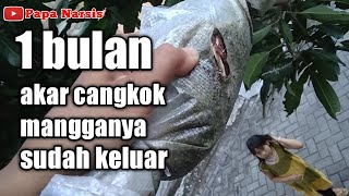 REVIEW AKAR CANGKOK MANGGA 1 BULAN