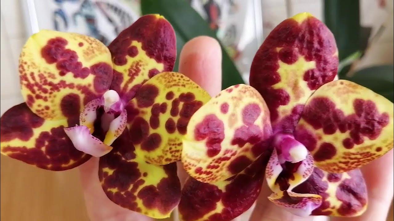 Phal wild cat & gw green world. Фаленопсис gw green world. Орхидея yaphon goldrose. Фаленопсис green world snakeskin. Фаленопсис gw green world snakeskin.