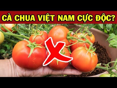 8 Điều Đáng Sợ Khi ĂN CÀ CHUA CỰC ĐỘC Càng Ăn Càng Tổn Thọ Rước Bệnh Đầy Thân