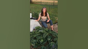Success with Insect Netting! Protecting Kale and Cabbage Plants