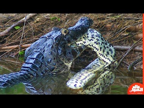 تمساح ضخم يقتل اناكوندا ويمزقها الى اشلاء 