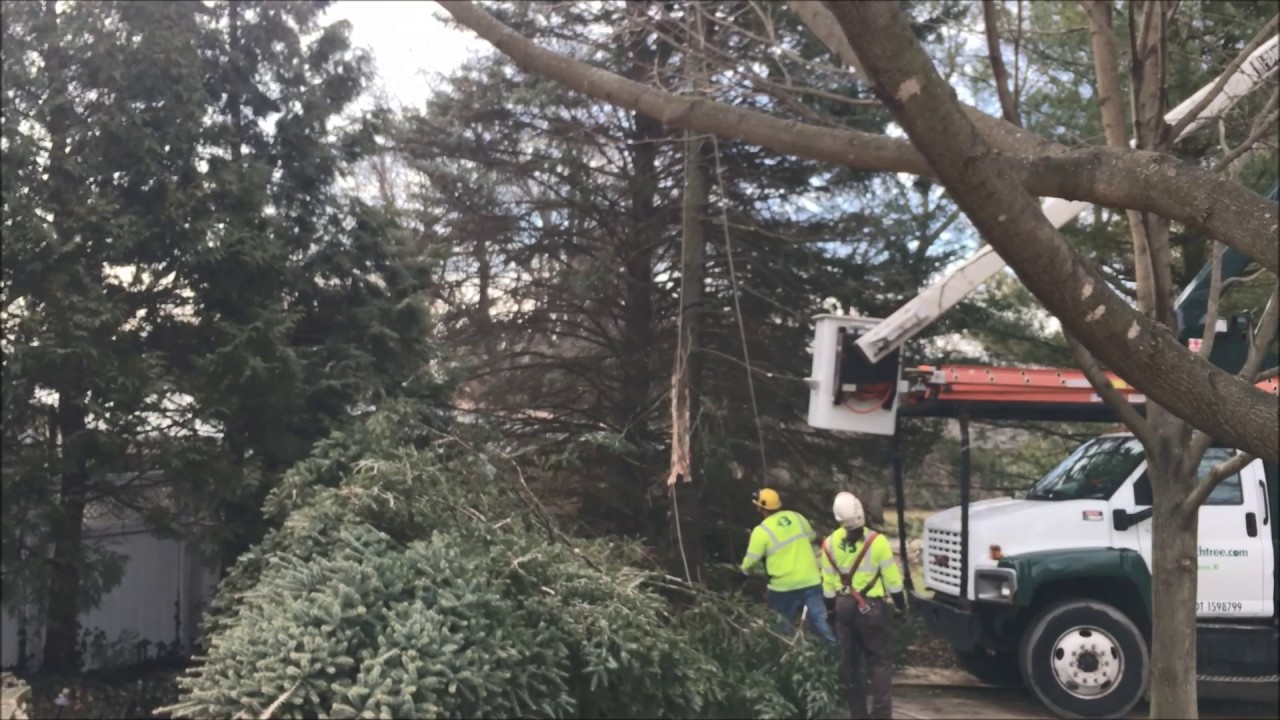 Wind Damaged Tree Removal | Branch Tree Service - YouTube