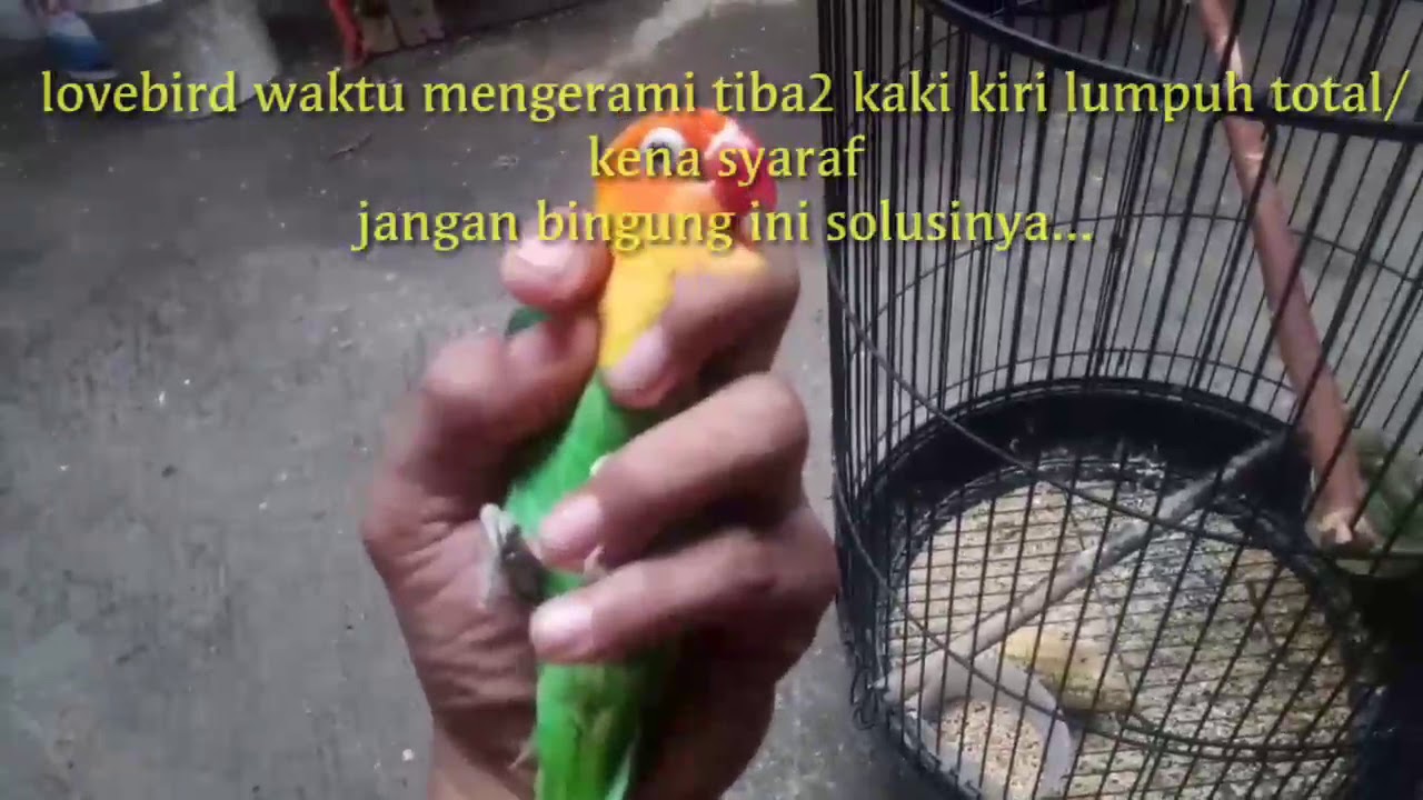 Cara mengobati kaki lovebird lumpuh 