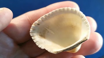 ✨  Pebbles On The Sea Shore ◽0️⃣◽  ✨ASMR Pebbles/Stones • Sorting & Organizing • No Talkinging •