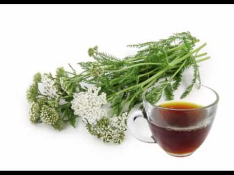 Yarrow Tea Health Benefits