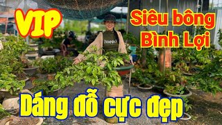 ☎️ Lan Thanh 0985263033- siêu bông bình lợi dáng đỗ treo siêu đẹp