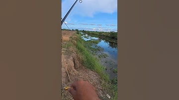 bìa rừng u minh thượng😍😍😍 #câucágiảitrí #fishing #caucathugian #câucátựnhiên