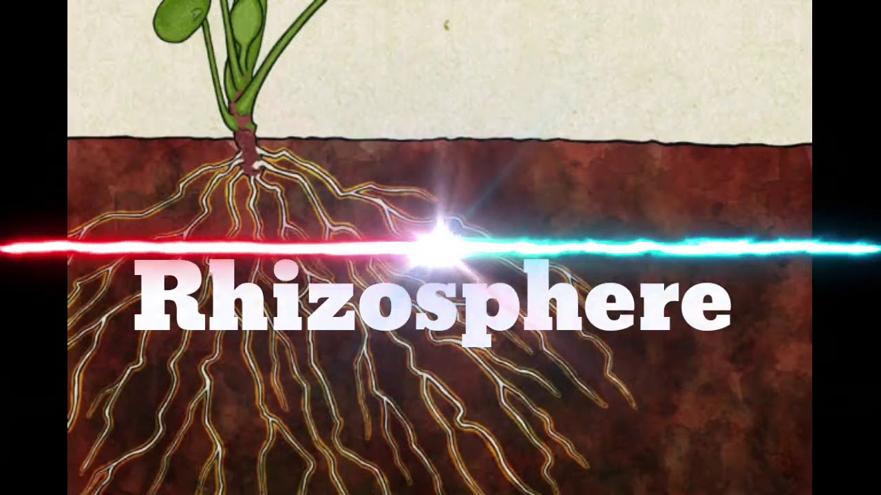 Rhizosphere
