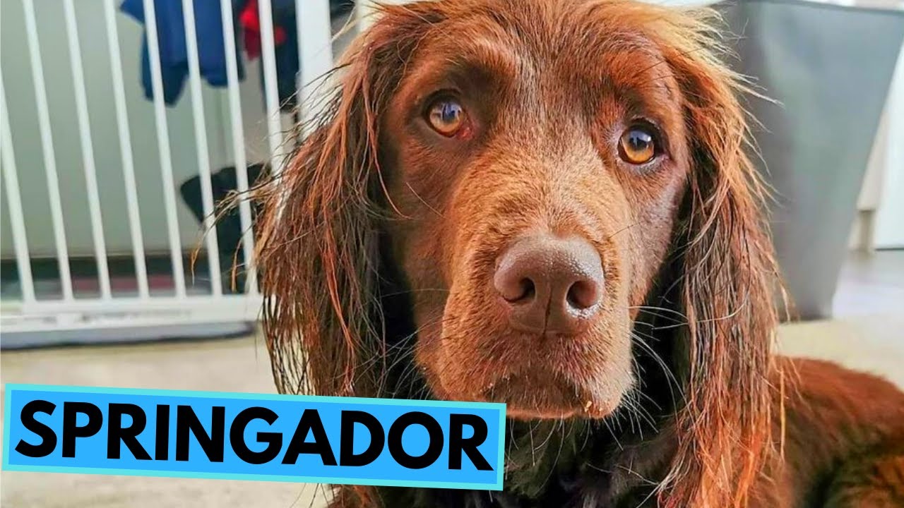 hånd Tage med udvande Springador - TOP 10 Interesting Facts - Labrador Retriever x Springer  Spaniel - YouTube