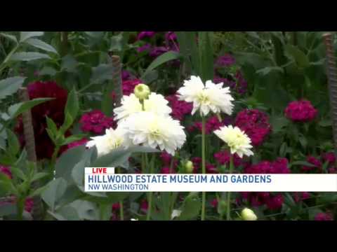 Video: Visita l'Hillwood Museum di DC & Gardens