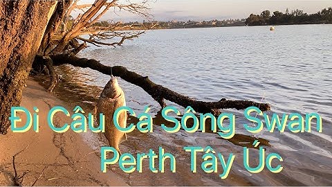 Đi Câu Cá Sông Swan Perth Tây Úc