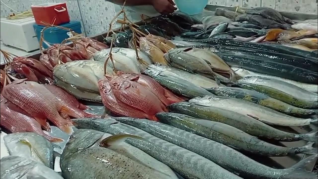 fish market yanbu fresh fish YouTube