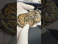 #ボールパイソン #ボールパイソン繁殖 #reptiles