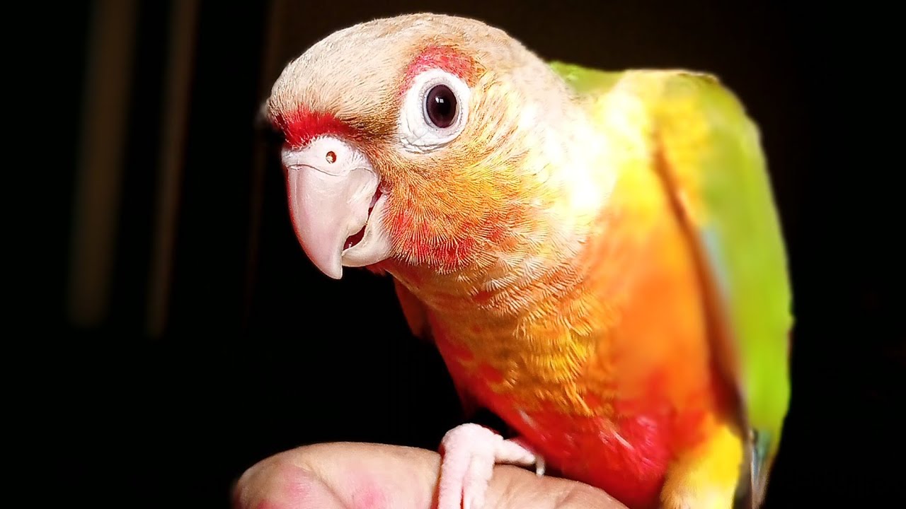basic Recall training small conure birds |green cheek|Yellow sided conure|pineapple conur|hand tame