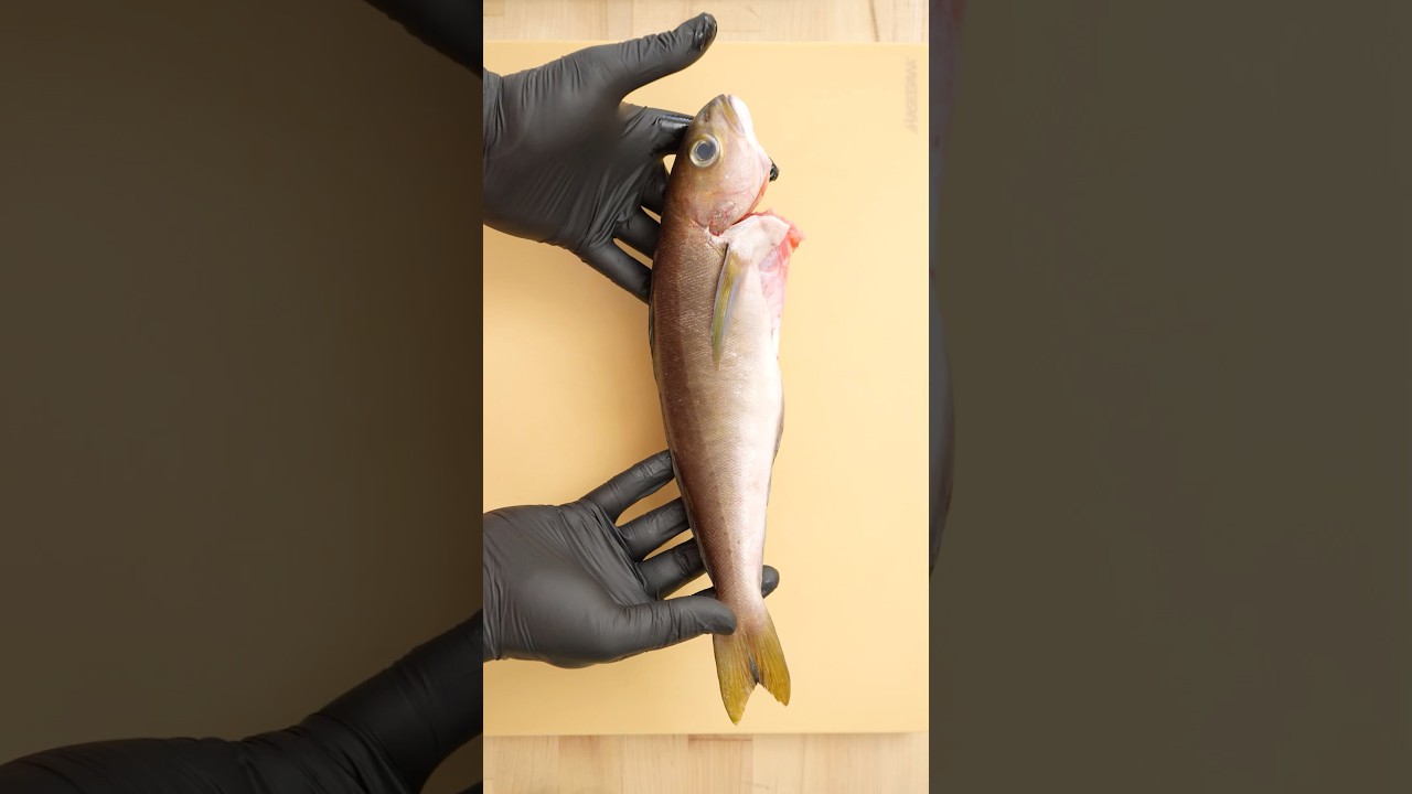 Does anyone know what this fish is? - YouTube