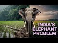 The Invisible Cage: Why Odisha’s Elephants are Turning Deadly