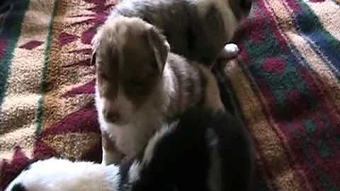 MOV010.MOD-Tracy & Eric Whitesides Puppies