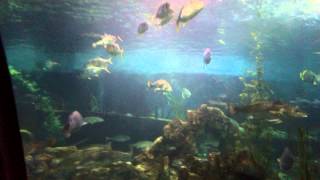 VIDEO0004.mp4