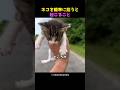 ネコを軽率に拾うと起こること ネコを軽率に拾うと起こること