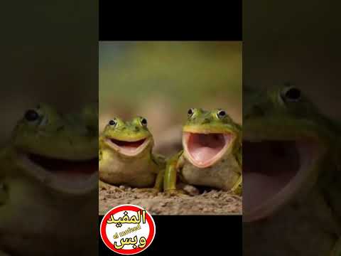 غراب الليل ناشونال جيوغرافيك القدس السعودية معلومات  قصص   طيور كيف