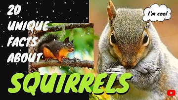20 Unique Facts About Squirrels