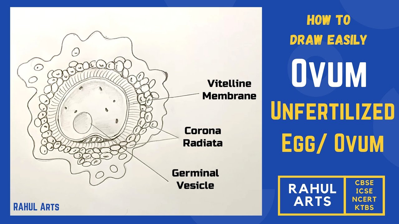 How To Draw Unfertilized Egg Ovum YouTube How To Draw Unfertilized Egg Ovum YouTube
