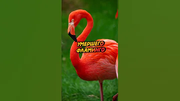 Факт о фламинго